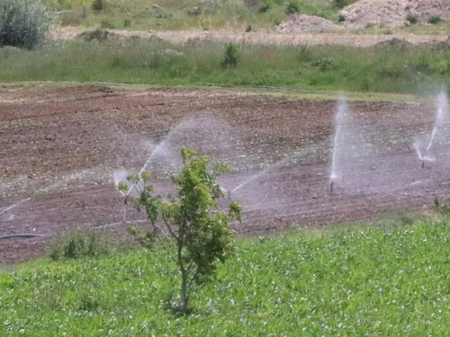 Kırklareli'nde tarım işçileri bayramı tarlada çalışarak geçiriyor