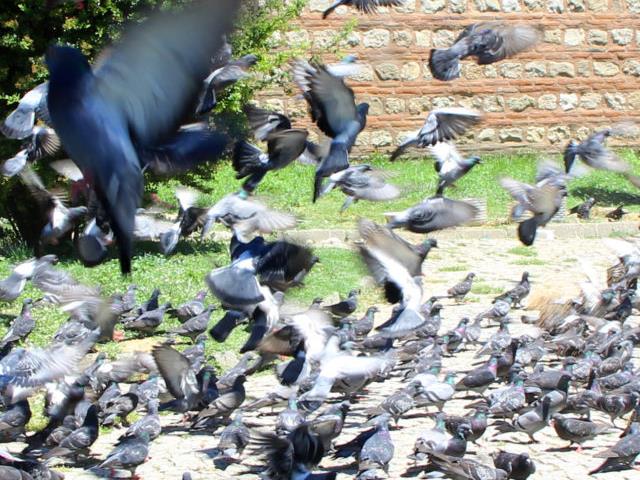 Sokağa çıkma kısıtlamasında Selimiye Meydanı'ndaki güvercinler unutulmadı