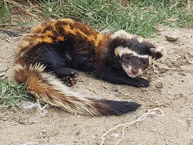 Tekirdağ'da sıkıştığı duvar arasından kurtarılan “alaca sansar” tedaviye alındı