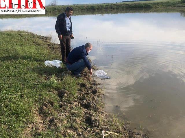 Tekirdağ'da su kaynaklarına 95 bin sazan yavrusu bırakıldı