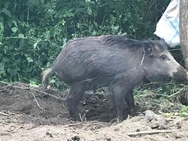 Kırklareli'nde evin bahçesindeki çitin tellerine takılan domuz kurtarıldı