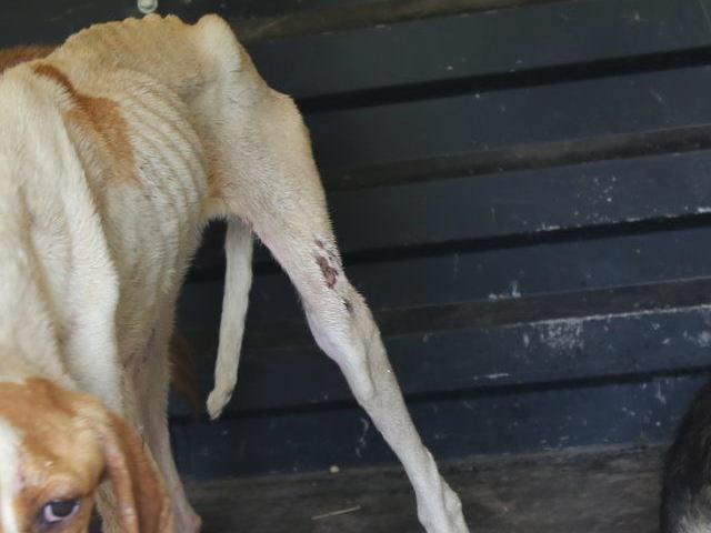 GÜNCELLEME 2 – Kırklareli'nde ormanlık alanda telef olmuş 12 sokak köpeği bulundu