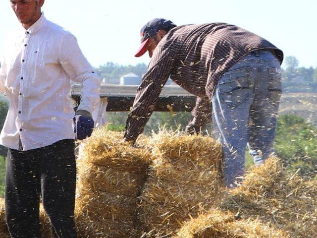 Mevsimlik saman balyası işçilerinin kavurucu sıcaklardaki ekmek mücadelesi