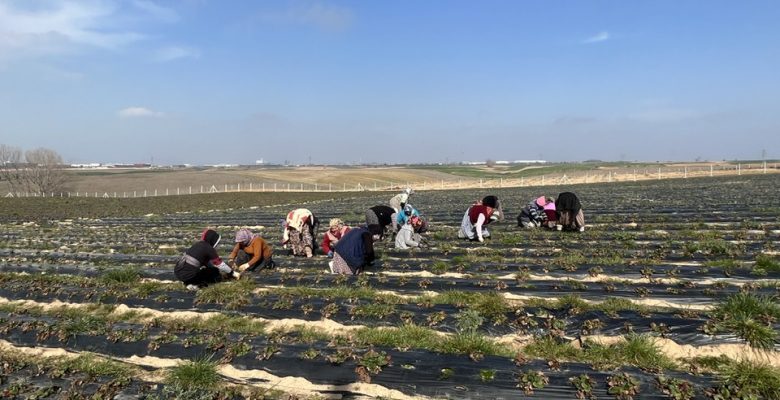 Ergene Belediyesi Çilek Tarlalarını Yeni Sezona Hazırlıyor